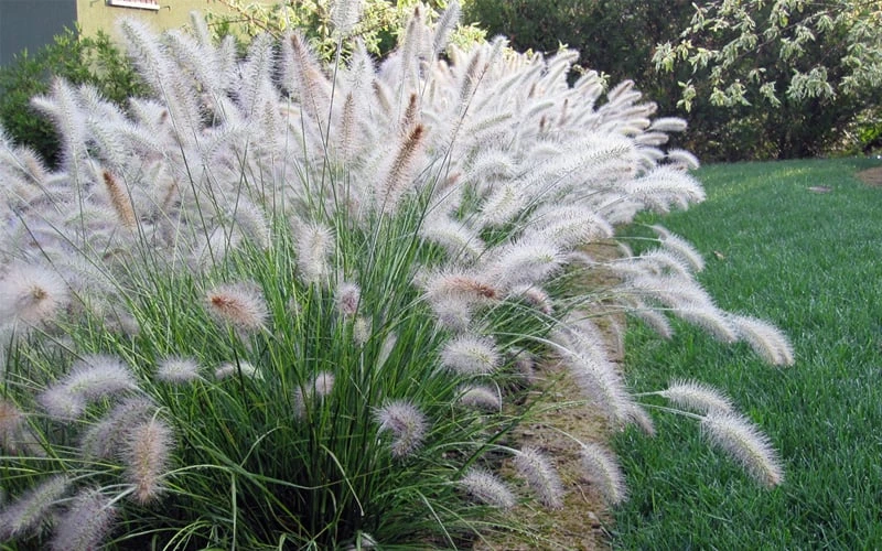 Hameln Dwarf Hardy Fountain Grass (Pennisetum) - 1 Gallon Pot - Image 4