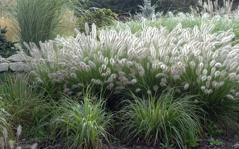 Hameln Dwarf Hardy Fountain Grass (Pennisetum) - 1 Gallon Pot - Image 5