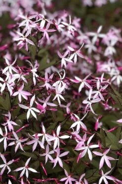 Pink Profusion Indian Physic (Gillenia Trifoliata) - 1 Gallon Pot