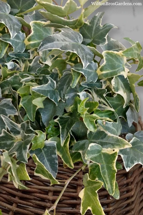 Ingelise English Ivy (Hedera) - 5 Pack Of Pint Pots - Image 6