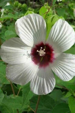 Rose Mallow Hardy Hibiscus (Hibiscus Moscheutos) - 1 Gallon Pot