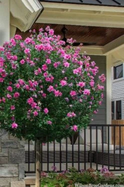 Lucy Rose Of Sharon (Single Trunk Tree) - 7 Gallon Pot (3-4')