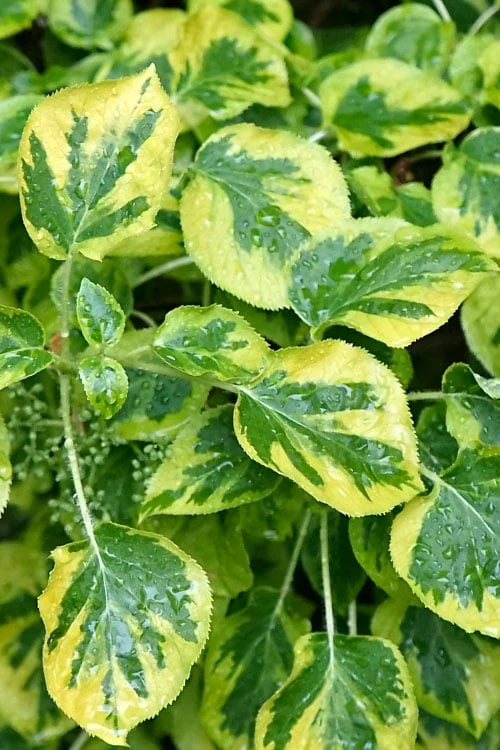 Miranda Climbing Hydrangea - 5 Gallon Pot - Image 7