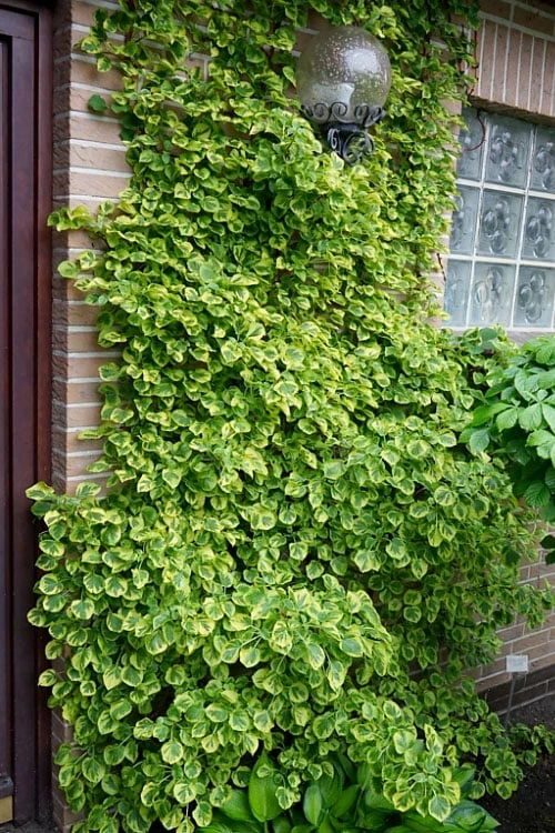 Miranda Climbing Hydrangea - 5 Gallon Pot - Image 4