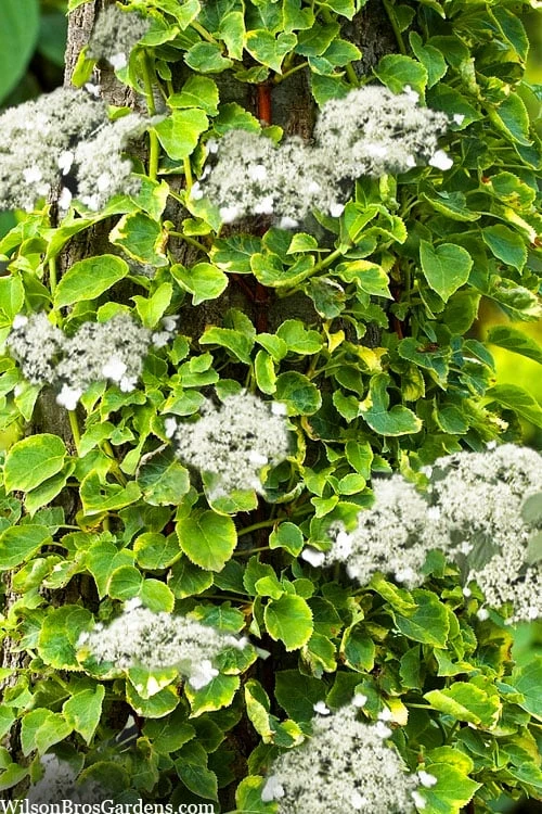 Miranda Climbing Hydrangea - 5 Gallon Pot - Image 5