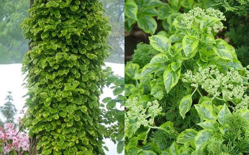 Miranda Climbing Hydrangea - 5 Gallon Pot - Image 6
