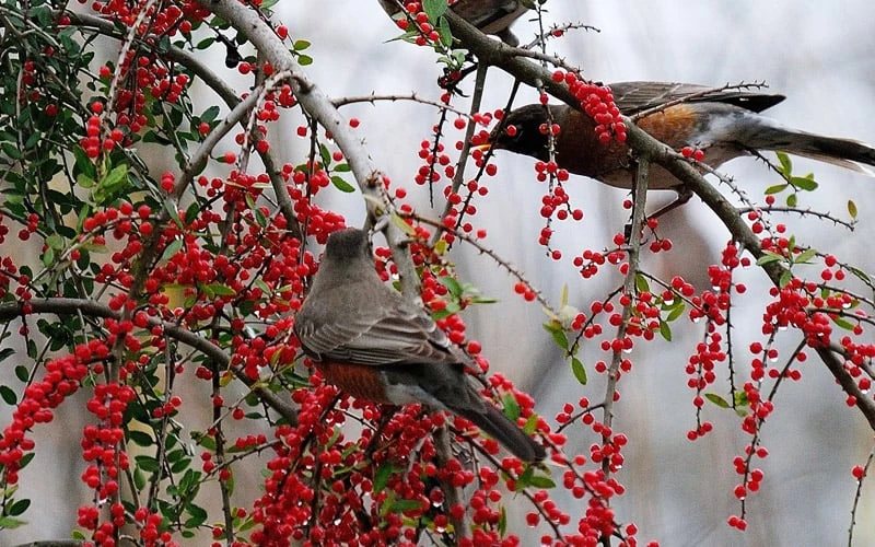 Pride Of Houston Yaupon Holly Tree - 7 Gallon Pot (3-4') - Image 8
