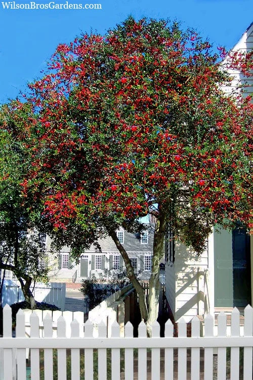 Pride Of Houston Yaupon Holly Tree - 7 Gallon Pot (3-4') - Image 4