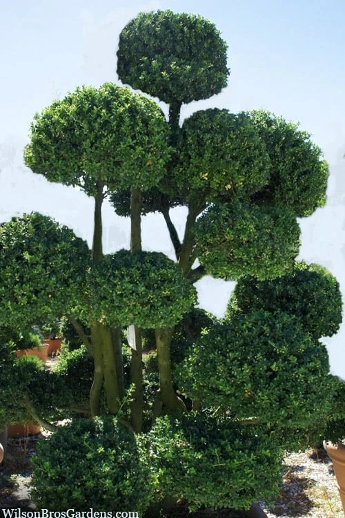 Pride Of Houston Yaupon Holly Tree - 7 Gallon Pot (3-4') - Image 7