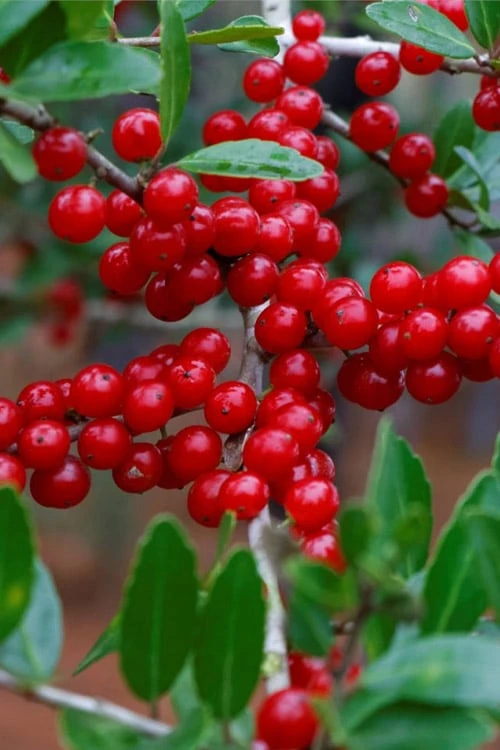 Pride Of Houston Yaupon Holly Tree - 7 Gallon Pot (3-4') - Image 9