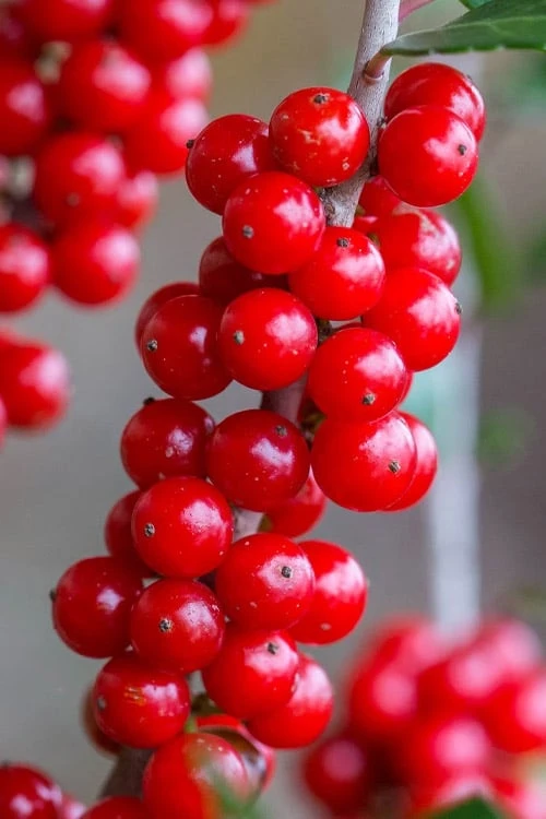 Pride Of Houston Yaupon Holly Tree - 7 Gallon Pot (3-4') - Image 5