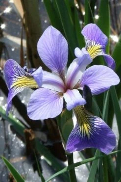 Blue Flag Iris (Iris Versicolor) - 8 Pack Of 1 Gallon Pots
