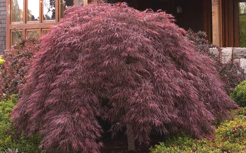 Crimson Queen Dwarf Japanese Maple - 5 Gallon Pot - Image 4