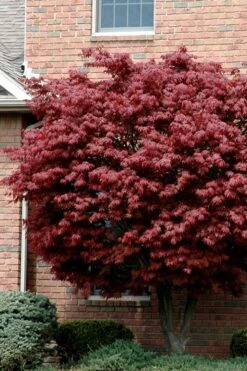 Bloodgood Red Leaf Japanese Maple - 2 Gallon Pot