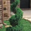 Blue Point Juniper Spiral Topiary - 7 Gallon Pot