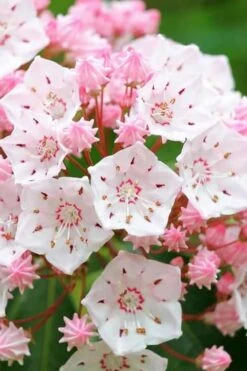 Elf Mountain Laurel (Kalmia Latifolia) - 3 Gallon Pot