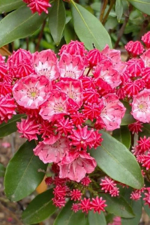 Sarah Pink Mountain Laurel (Kalmia Latifolia) - 3 Gallon Pot - Image 8