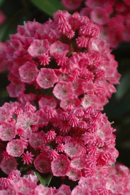 Sarah Pink Mountain Laurel (Kalmia Latifolia) - 3 Gallon Pot - Image 6