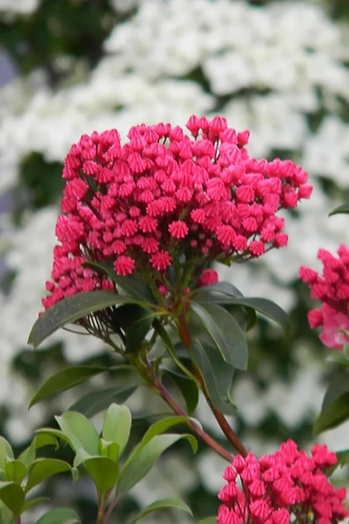 Sarah Pink Mountain Laurel (Kalmia Latifolia) - 3 Gallon Pot - Image 5