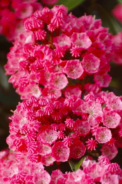 Sarah Pink Mountain Laurel (Kalmia Latifolia) - 3 Gallon Pot