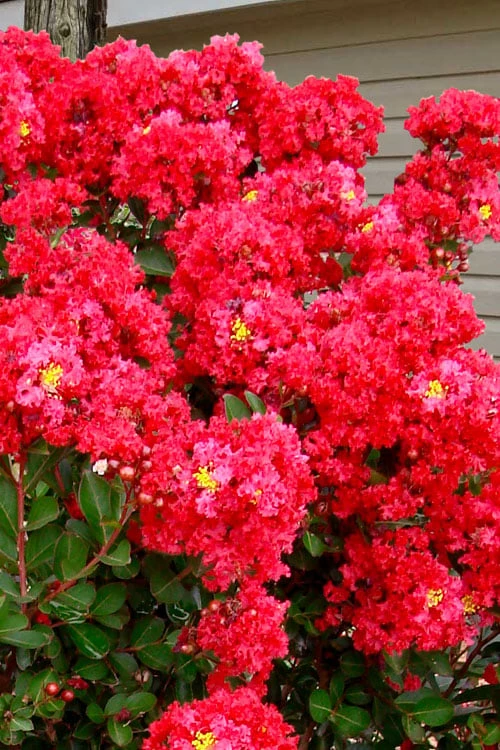 Enduring Summer Red Crape Myrtle Tree (Single Trunk) - 7 Gallon Pot - Image 5