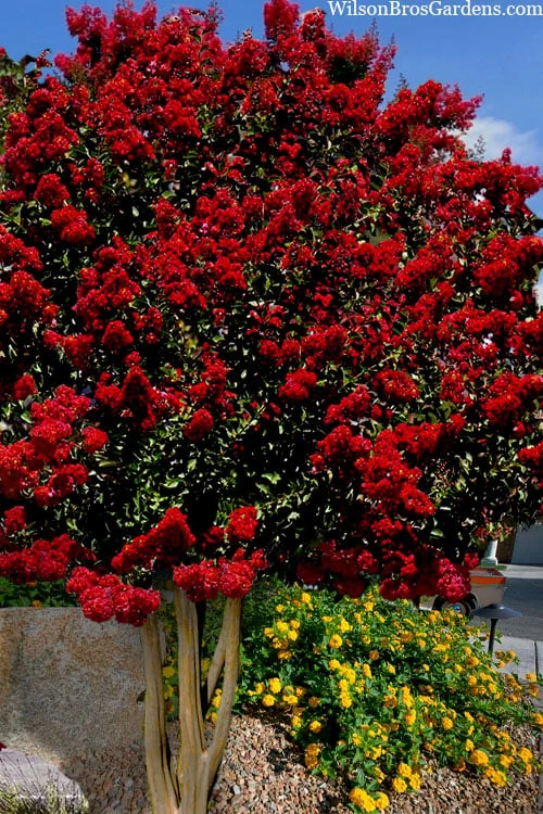 Dynamite Red Crape Myrtle - 7 Gallon Pot (3-4')