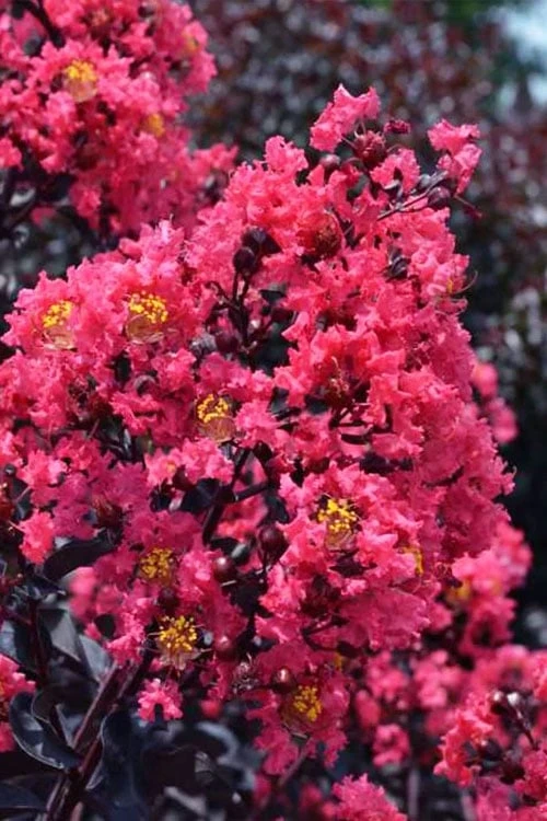 Midnight Magic Crape Myrtle (Multi Trunk) - 7 Gallon Pot - Image 7
