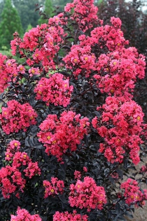 Midnight Magic Crape Myrtle (Multi Trunk) - 7 Gallon Pot