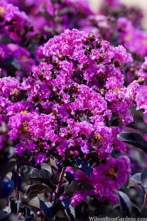 Black Diamond 'Purely Purple' Crape Myrtle Tree (Multi Trunk) - 7 Gallon Pot - Image 4