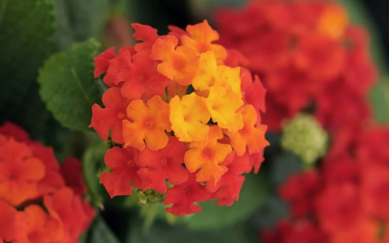 Little Lucky Red Lantana - 6 Inch Pot - Image 4