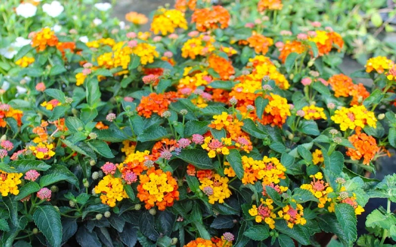 Sonset Hardy Lantana - 1 Gallon Pot - Image 8