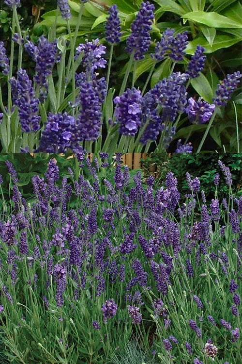 Ellagance Purple English Lavender - 5 Pack Of Quart Pots - Image 5