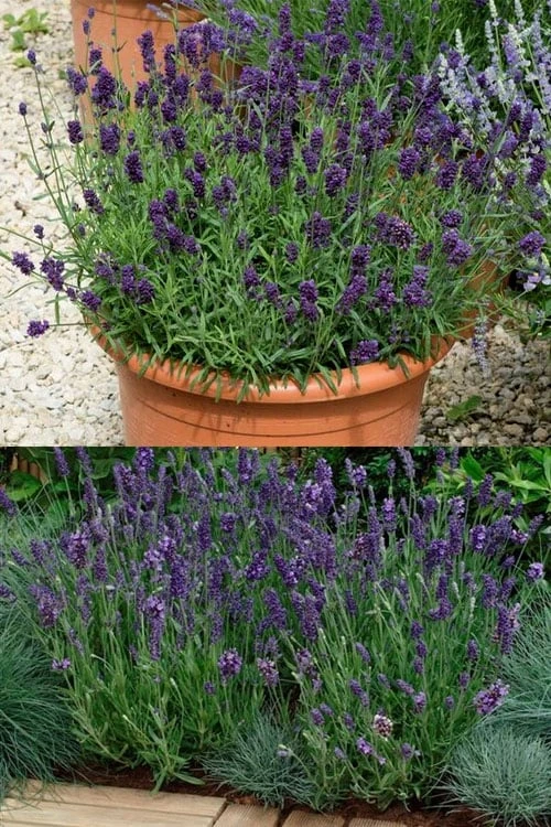 Ellagance Purple English Lavender - 5 Pack Of Quart Pots - Image 4