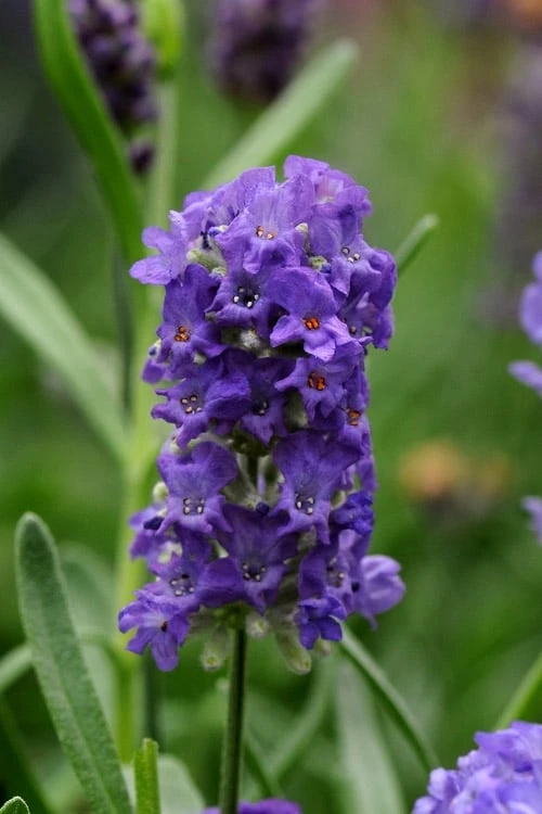 Ellagance Purple English Lavender - 5 Pack Of Quart Pots