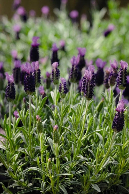 Anouk Spanish Lavender - 5 Pack Of Quart Pots - Image 6