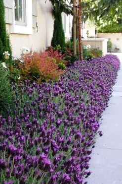 La Diva Big Night Spanish Lavender - 5 Pack Of Quart Pots