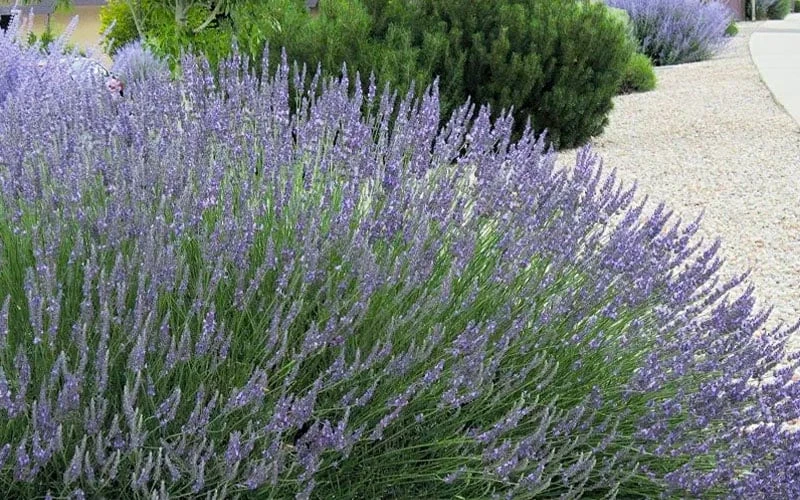 Grosso Lavender - 1 Gallon Pot - Image 4