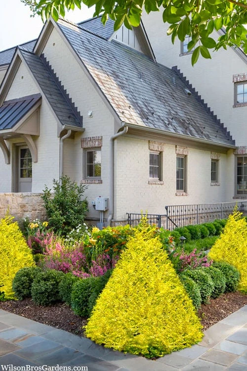 Sunshine Ligustrum - 6 Pack Of 1 Gallon Pots - Image 4