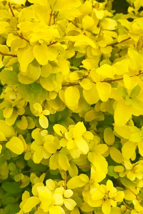 Sunshine Ligustrum - 6 Pack Of 1 Gallon Pots - Image 7