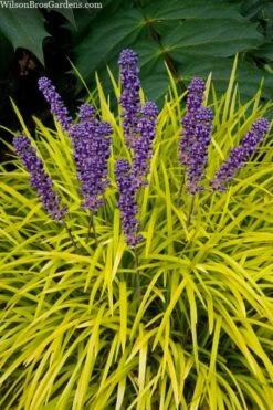 Gold Ingot Liriope (Golden Lilyturf) - 1 Gallon Pot