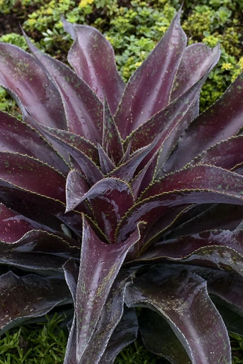 Mission To Mars Mangave - 1 Gallon Pot