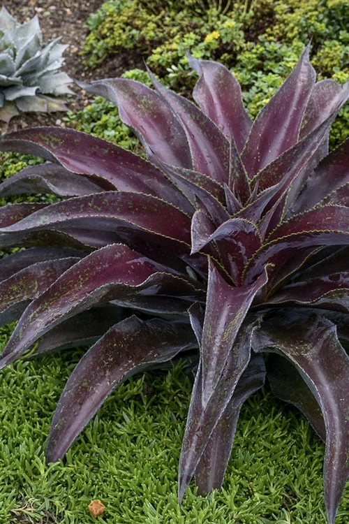 Mission To Mars Mangave - 1 Gallon Pot - Image 4