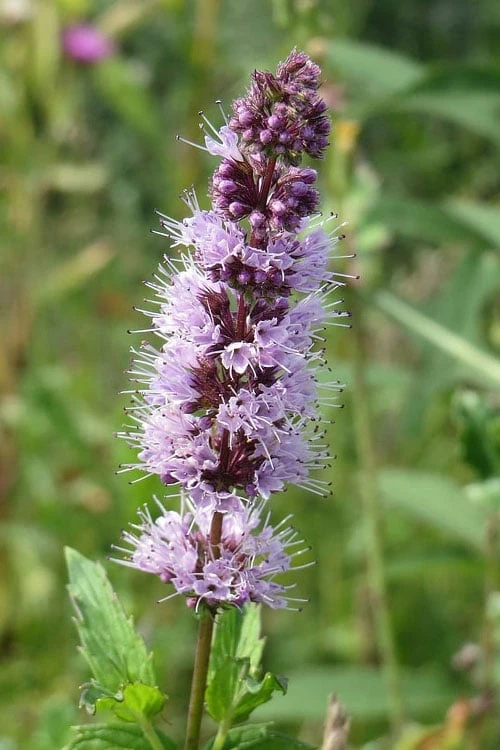 The Best Spearmint (Mentha Spicata 'Mint The Best)) - 6 Pack Of Pint Pots - Image 5