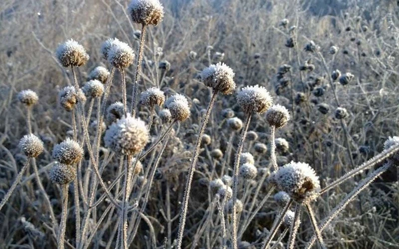 Wild Bergamot Bee Balm (Monarda Fistulosa) - 8 Pack Of 1 Gallon Pots - Image 7