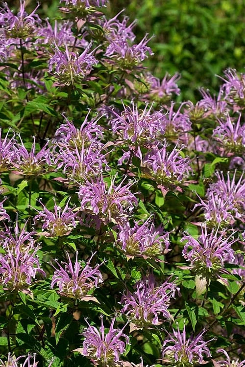 Wild Bergamot Bee Balm (Monarda Fistulosa) - 8 Pack Of 1 Gallon Pots - Image 8