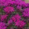 Rockin' Raspberry Bee Balm (Monarda) - 1 Gallon Pot