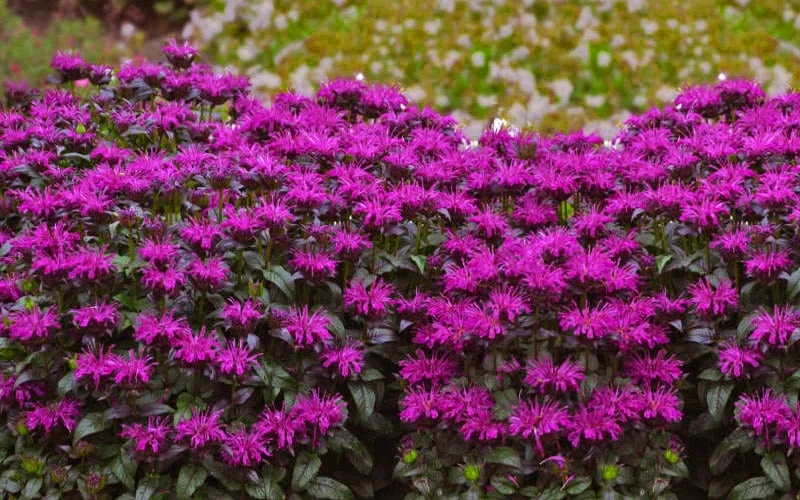 Rockin' Raspberry Bee Balm (Monarda) - 1 Gallon Pot - Image 4