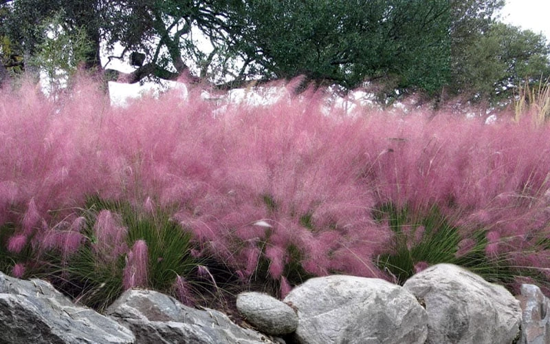 Pink Muhly Grass (Cotton Candy Grass) - 1 Gallon Pot (On Sale) - Image 4