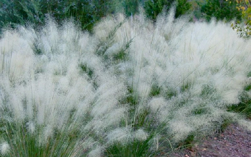 White Cloud Muhly Grass - 3 Gallon Pot - Image 6