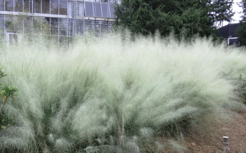 White Cloud Muhly Grass - 3 Gallon Pot - Image 7